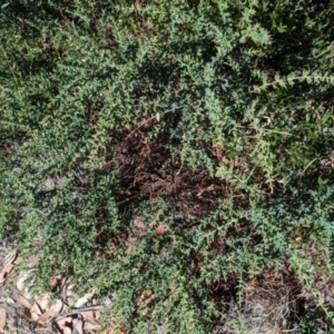Daviesia ulicifolia subsp. ruscifolia at Alpine National Park - 24 Mar 2024