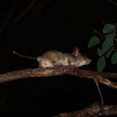 Rattus rattus (Black Rat) at GG47 - 25 Mar 2024 by Ct1000