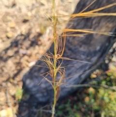 Austrostipa scabra (Corkscrew Grass, Slender Speargrass) at Bonner, ACT - 25 Mar 2024 by WalkYonder