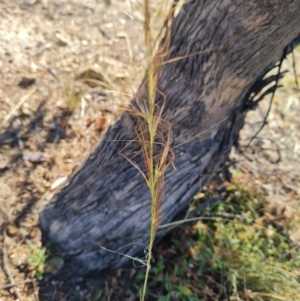 Austrostipa scabra at Bonner, ACT - 26 Mar 2024