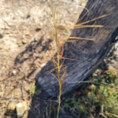 Austrostipa scabra at Bonner, ACT - 26 Mar 2024