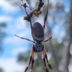 Trichonephila edulis (Golden orb weaver) at Bungendore, NSW - 23 Mar 2024 by clarehoneydove