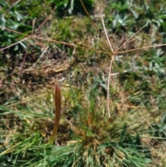 Chloris truncata (Windmill Grass) at Bonner, ACT - 25 Mar 2024 by WalkYonder