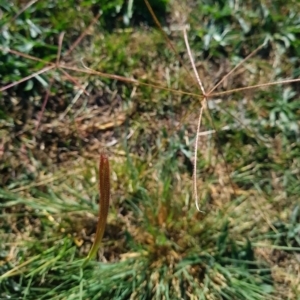 Chloris truncata at Bonner, ACT - 26 Mar 2024