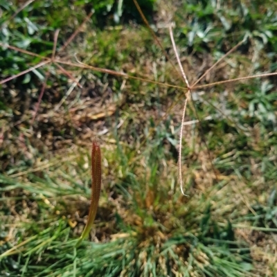 Chloris truncata (Windmill Grass) at Bonner, ACT - 26 Mar 2024 by WalkYonder