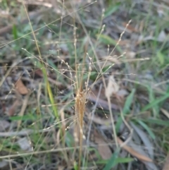 Panicum effusum (Hairy Panic Grass) at Mount Rogers - 19 Mar 2024 by WalkYonder