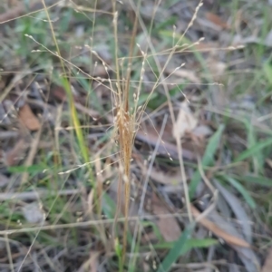 Panicum effusum at Mount Rogers - 19 Mar 2024 09:17 AM