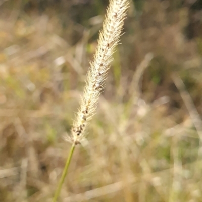 Setaria parviflora (Slender Pigeon Grass) at Bonner, ACT - 25 Mar 2024 by WalkYonder