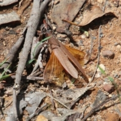 Goniaea australasiae (Gumleaf grasshopper) at Alpine, NSW - 14 Jan 2024 by JanHartog