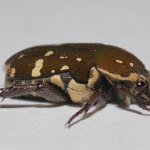 Glycyphana stolata at Wellington Point, QLD - suppressed