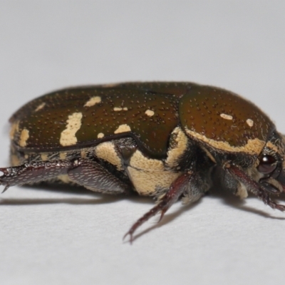 Glycyphana stolata at Wellington Point, QLD - 30 Jan 2024 by TimL