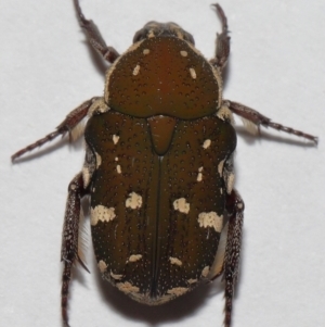 Glycyphana stolata at Wellington Point, QLD - suppressed