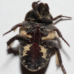 Glycyphana stolata at Wellington Point, QLD - suppressed