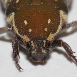 Glycyphana stolata at Wellington Point, QLD - suppressed