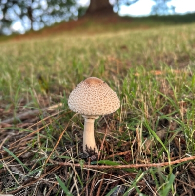 Macrolepiota clelandii (Macrolepiota clelandii) at QPRC LGA - 27 Mar 2024 by stellabellaxx