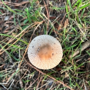 Macrolepiota clelandii at QPRC LGA - 27 Mar 2024 07:27 AM