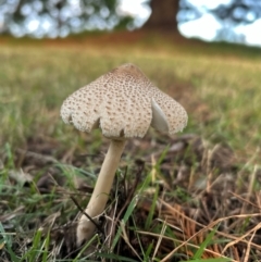 Macrolepiota clelandii at QPRC LGA - 27 Mar 2024