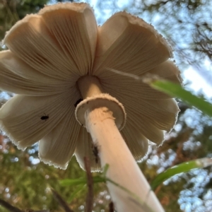 Macrolepiota clelandii at QPRC LGA - 27 Mar 2024