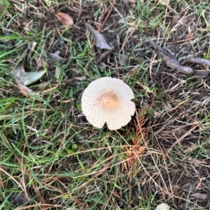 Macrolepiota clelandii at QPRC LGA - 27 Mar 2024 07:27 AM