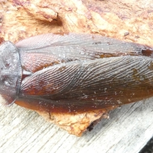 Laxta granicollis (Common bark or trilobite cockroach) at Emu Creek by JohnGiacon