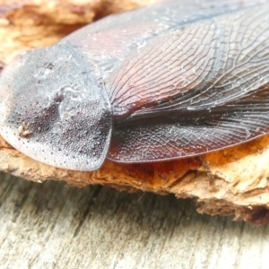 Laxta granicollis at Flea Bog Flat to Emu Creek Corridor - 23 Mar 2024 02:49 PM