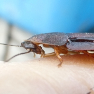 Laxta granicollis at Flea Bog Flat to Emu Creek Corridor - 23 Mar 2024 02:49 PM