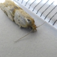 Epiphyas postvittana (Light Brown Apple Moth) at Flea Bog Flat to Emu Creek Corridor - 24 Mar 2024 by JohnGiacon