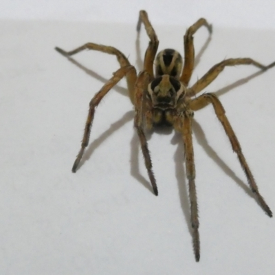 Lycosidae (family) (Wolf spider) at Emu Creek Belconnen (ECB) - 23 Mar 2024 by JohnGiacon