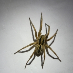 Lycosidae (family) at Emu Creek Belconnen (ECB) - 23 Mar 2024