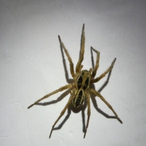 Lycosidae (family) at Emu Creek Belconnen (ECB) - 23 Mar 2024