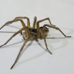 Lycosidae (family) at Emu Creek Belconnen (ECB) - 23 Mar 2024