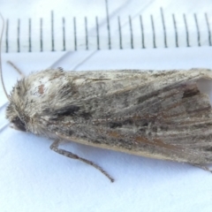 Hadeninae sp. (subfamily) (Hadeninae sp. (subfamily)) at Emu Creek - 26 Mar 2024 by JohnGiacon