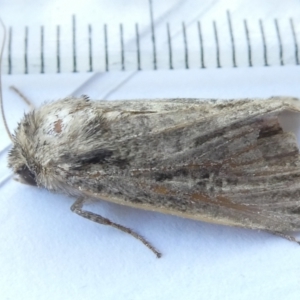 Hadeninae sp. (subfamily) at Emu Creek Belconnen (ECB) - 26 Mar 2024