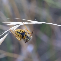 Vespula (Genus) (Vespula germanica or Vespula vulgaris) at Lyons, ACT - 27 Mar 2024 by ran452
