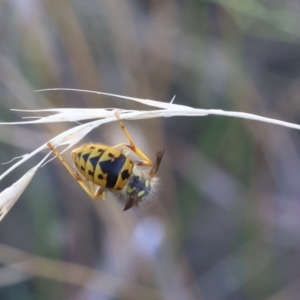 Vespula germanica at Lyons, ACT - 27 Mar 2024 09:06 AM