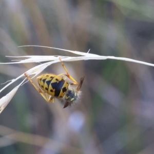 Unidentified Wasp (Hymenoptera, Apocrita) at suppressed by ran452