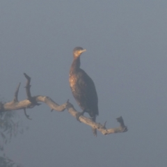 Phalacrocorax carbo (Great Cormorant) at QPRC LGA - 26 Mar 2024 by Wandiyali