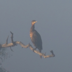 Phalacrocorax carbo (Great Cormorant) at suppressed by Wandiyali