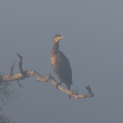 Phalacrocorax carbo (Great Cormorant) at QPRC LGA - 26 Mar 2024 by Wandiyali