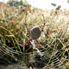 Argiope trifasciata (Banded orb weaver) at Googong, NSW - 26 Mar 2024 by Wandiyali