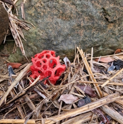 Unidentified Fungus at suppressed - 26 Mar 2024 by AliClaw