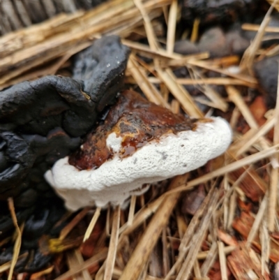 Unidentified Fungus at Woodburn, NSW - 26 Mar 2024 by AliClaw