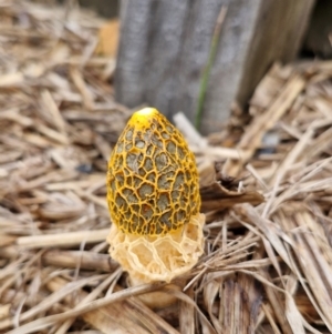 Phallus multicolor at Evans Head, NSW - 25 Mar 2024