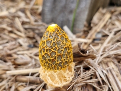 Phallus multicolor at Evans Head, NSW - 24 Mar 2024 by AliClaw