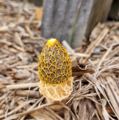 Unidentified Fungus at Evans Head, NSW - 24 Mar 2024 by AliClaw