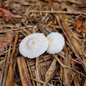zz agaric (stem; gill colour unknown) at Broadwater National Park - suppressed