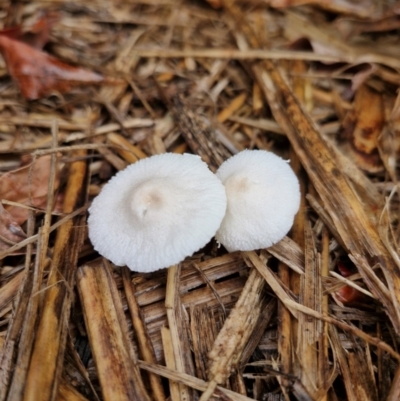 Unidentified Fungus at Broadwater National Park - 26 Mar 2024 by AliClaw