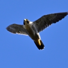Falco peregrinus (Peregrine Falcon) at Woodstock Nature Reserve - 26 Mar 2024 by Thurstan
