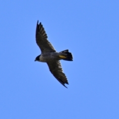 Falco peregrinus at Woodstock Nature Reserve - 27 Mar 2024 10:13 AM