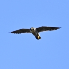 Falco peregrinus at Woodstock Nature Reserve - 27 Mar 2024